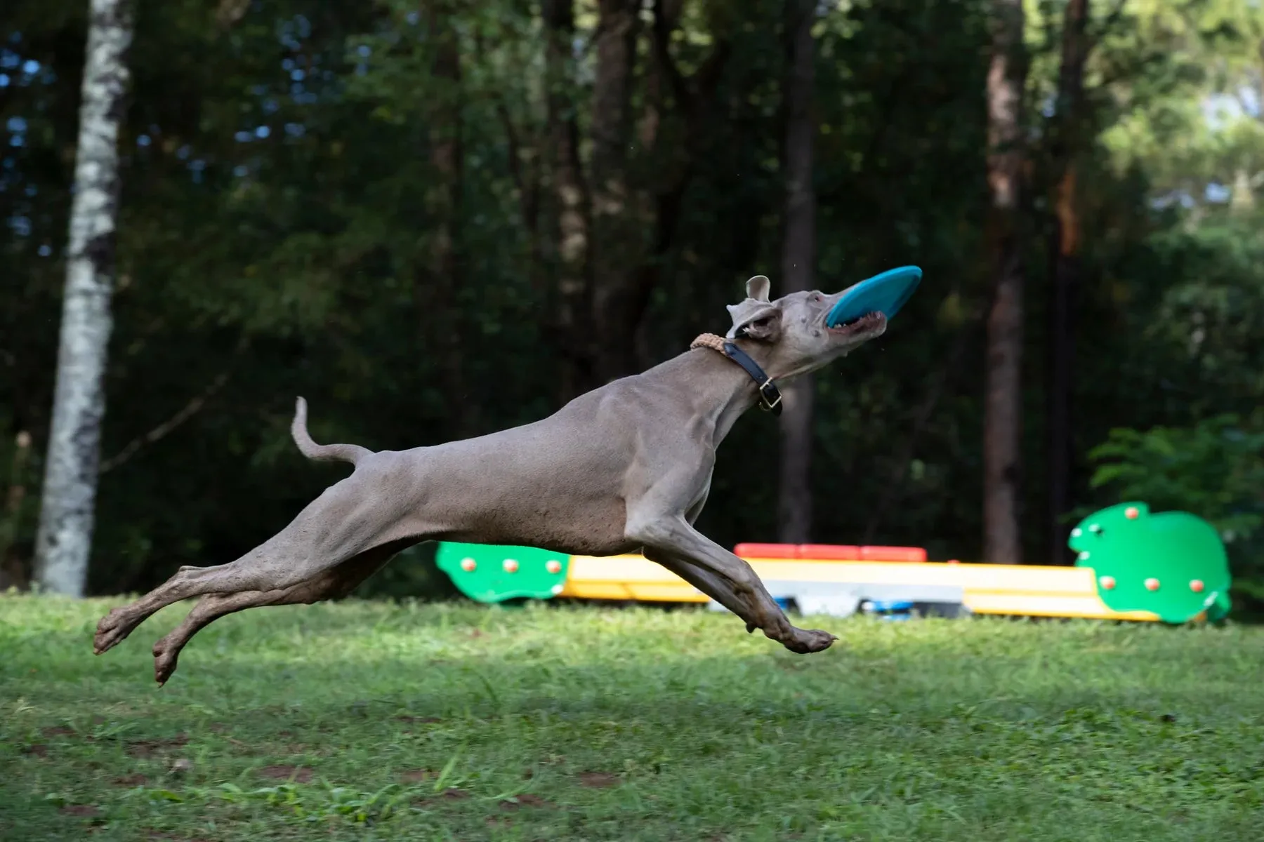 Waboba® Jetwag Frisbee for Dogs